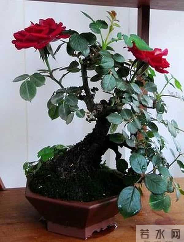 零下15℃也能开！4种“摆烂式”养花选手，新手闭眼入不踩坑