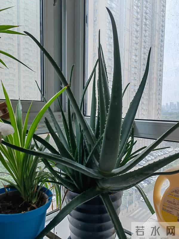 浙江一男子2年没回家，家里芦荟爆炸了，网友：好顽强的生命力！