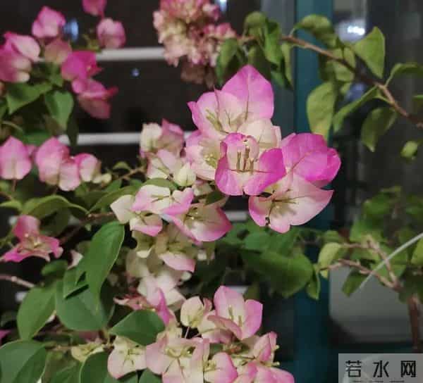 十种容易爆花的三角梅“老枝开花”品种，一开就爆盆