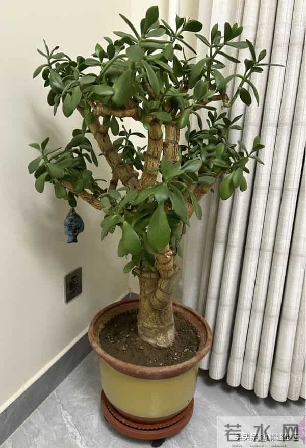 天冷了，10种花要“干养”，水多易冻伤，水少根更壮