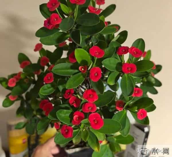 这5种花不要“换大盆”，小盆“憋着养”，疯狂冒花苞