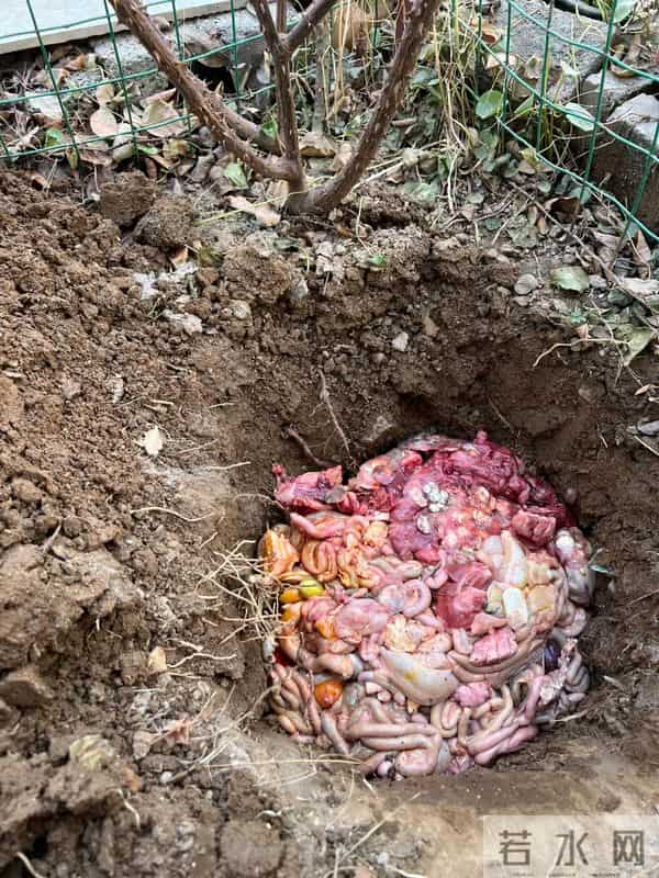广东女子把死鱼埋进土里,万万没想到,那盆花长疯了!