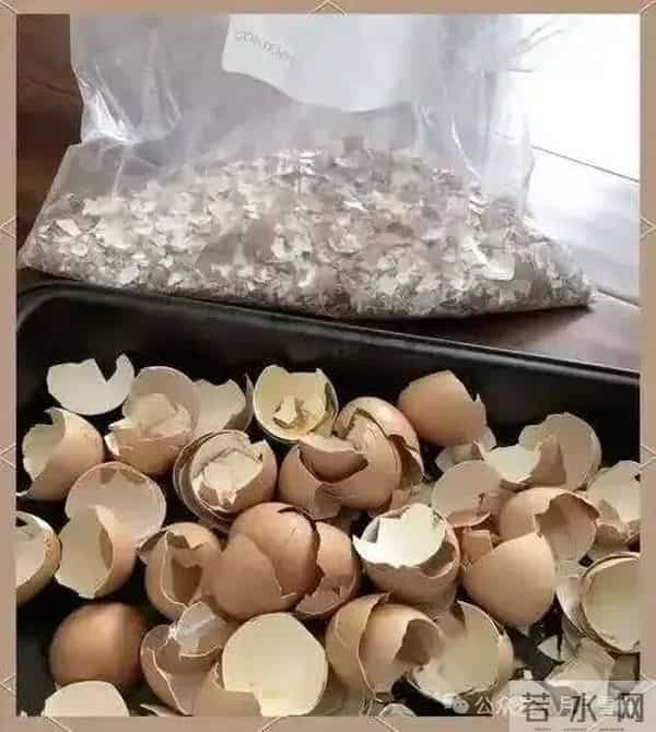 这“4种皮”打死别丢，埋花盆土壤肥的流油，比任何肥料都好用