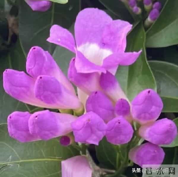 分享图片～鲜艳夺目，五光十色的蒜香藤《上汽》