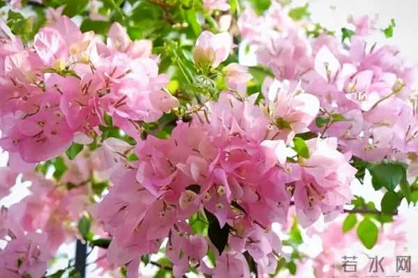 十种容易爆花的三角梅“老枝开花”品种，一开就爆盆