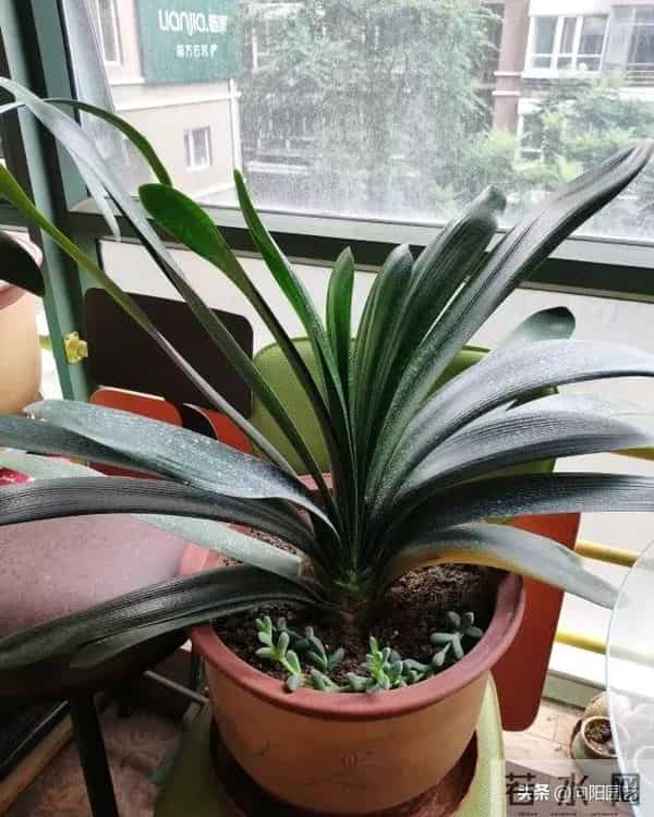 教你做“鸡蛋肥”，1颗鸡蛋发酵成肥料，养君子兰很好用！