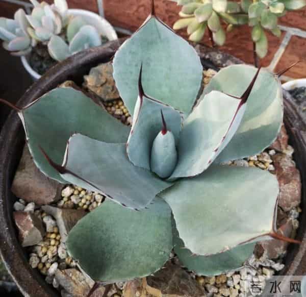 冬天养花别乱浇!这6种花“旱不死”一冬天不浇水也活新手闭眼养