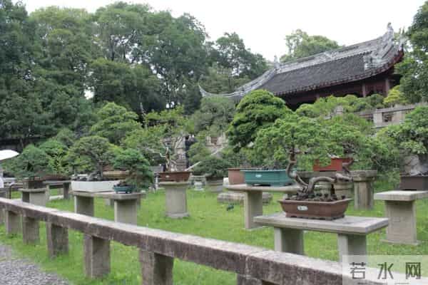 逛盆景展，赏东方美学！中国盆景有多牛？看懂盆景，审美瞬间升级