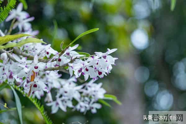 石斛兰爆盆秘籍:4种繁殖法+3大养护诀窍,新手也能年扩10倍!