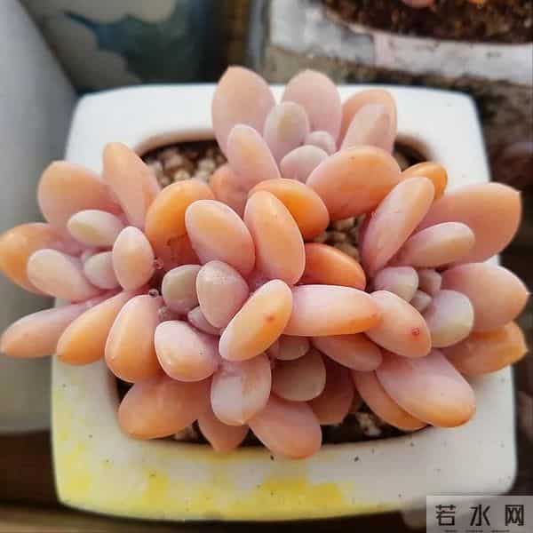 紧急提醒！这10种花冬天赶紧断水，多浇一瓢水就烂根，能要了命！