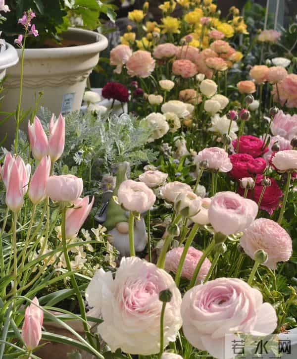 江苏一姐姐，盆栽“洋牡丹太美了”仙气十足：好靓！如何养爆？