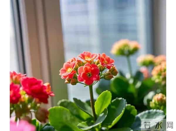 长寿花爆盆秘密：冒出花苞后，老叶子是“功臣”还是“累赘”？