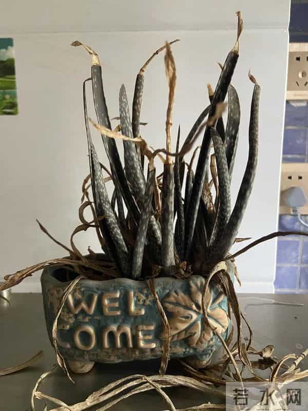 浙江一男子2年没回家，家里芦荟爆炸了，网友：好顽强的生命力！