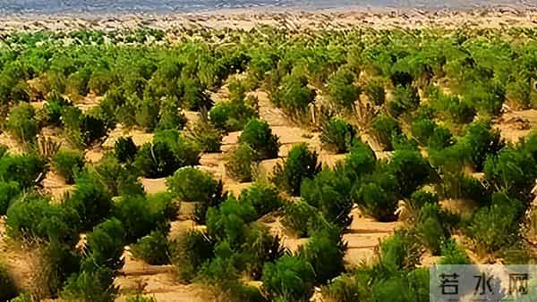 马云斥巨资在沙漠里种树,承诺每年1亿棵,9年过去了,树怎样了