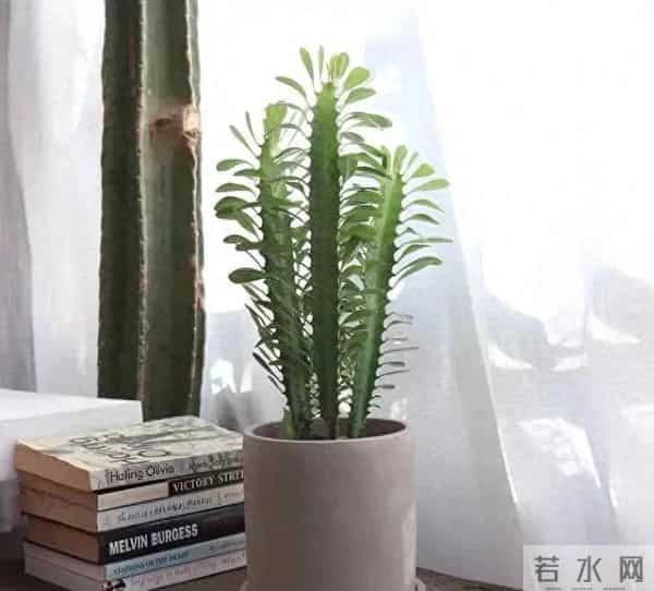 镇宅旺运的“镇宅木”，霸气又好养，一个月不浇水都死不了！