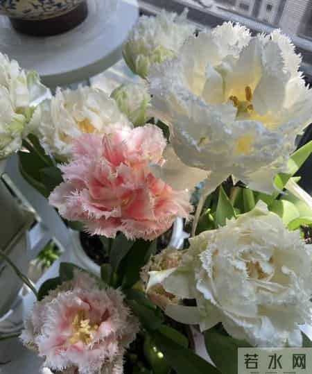 这就是大名鼎鼎的“世界花后”，六个国家尊它为国花，开花是真美