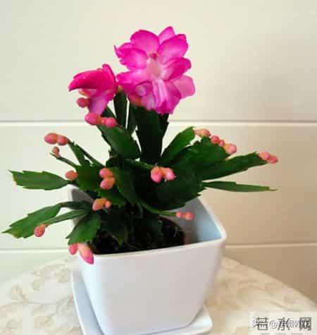 蟹爪兰冒花苞后，4件事别碰！碰一个掉一茬，牢记才能花满枝！