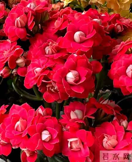 32个长寿花品种,全是当下流行的,品种控们的最爱