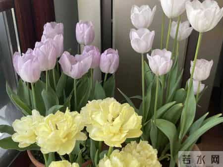 这就是大名鼎鼎的“世界花后”，六个国家尊它为国花，开花是真美