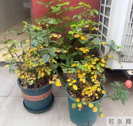 这四种花，打死都不能施肥，一喂就完蛋，救不回来!