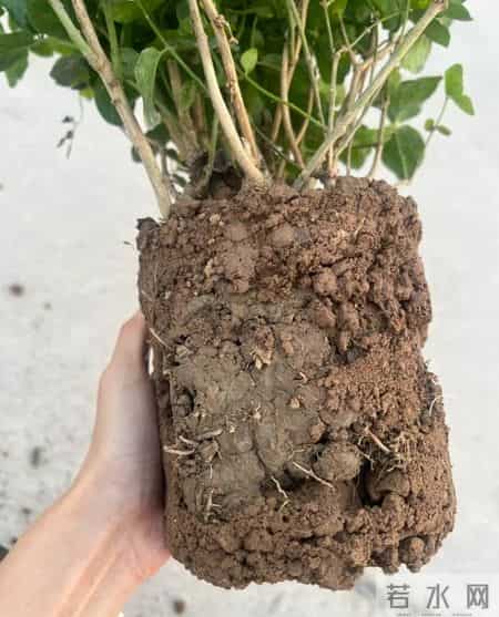 这6种花千万别乱换盆！一换就烂根死苗，养花人血的教训