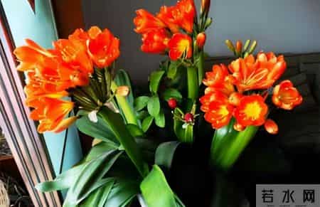 6种长寿花，建议养一盆，养成老桩价值高，开花更有“好兆头”