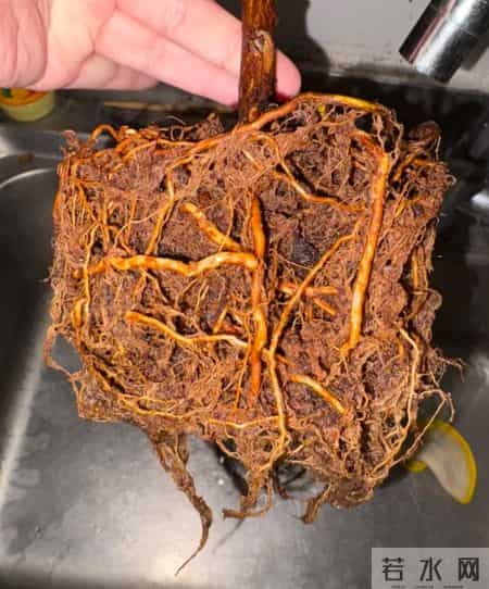 这6种花千万别乱换盆！一换就烂根死苗，养花人血的教训