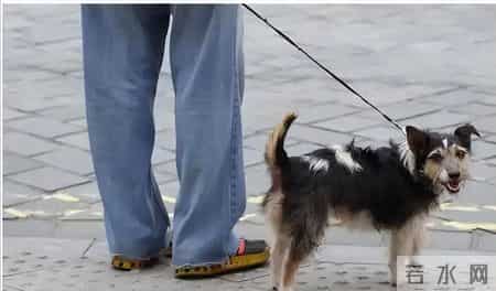 你的宠物狗，凭什么让他人付出代价？