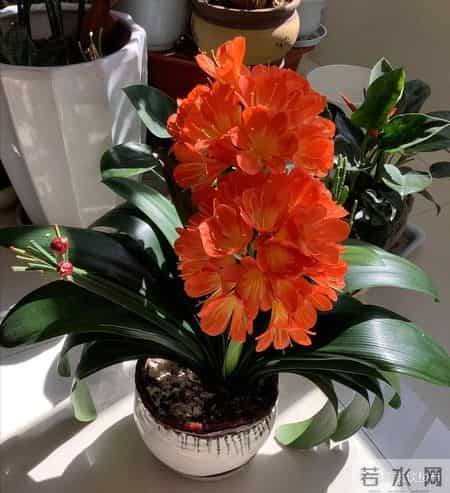 别错过2月这个关键期,君子兰一挪窝,长势和开花都会明显不一样