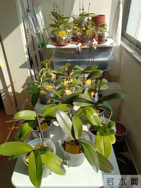 女子养6年的蝴蝶兰，爆花成树兰，网友：牛人养牛花，又被种草了