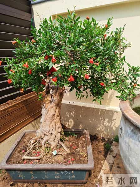 福建一男子养的“石榴小桩景”,22万都不肯出手:他说这才是未来