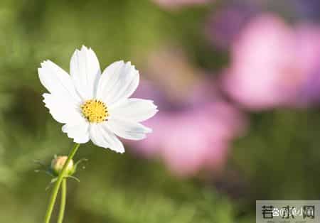 容易背着老公偷人的女人，是这样看起来“老实”的女人，别被骗了