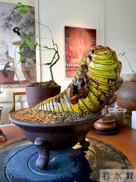 女子晒老公养的花,贵还难看,一言难尽咋劝退,网友:其实不丑