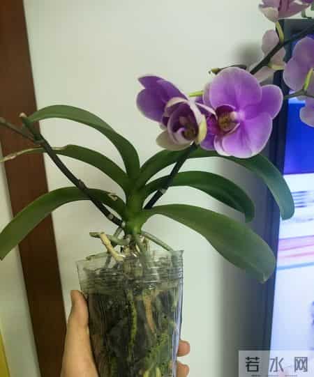 山东一女子，用“极简方式”养蝴蝶兰，年年都复花，网友：神了！