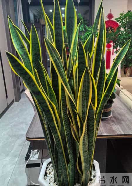 虎皮兰爱喝它，浇水时加一勺，叶片肥厚，一次冒十个芽