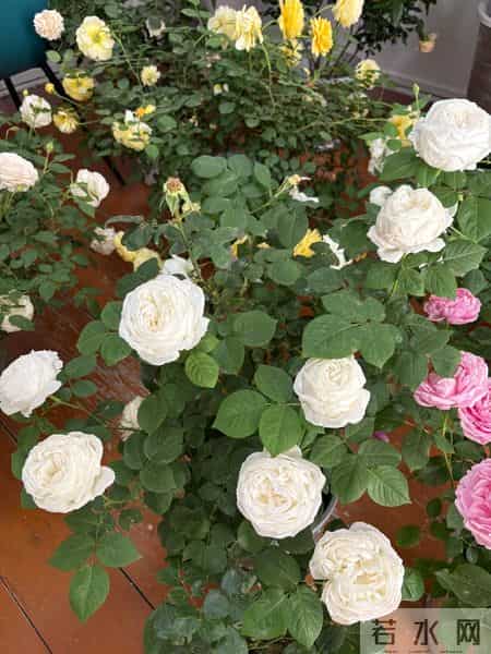 男子吐槽“老婆养花”愁坏了，家里搞的像灵堂，网友：病态，没治