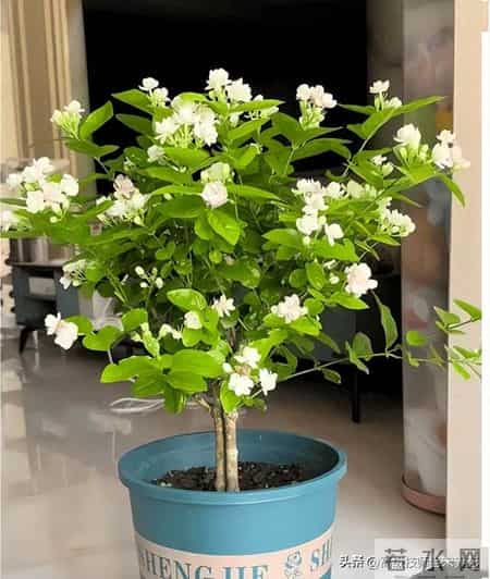 春节前后茉莉养护：四招助其蓄力待春发