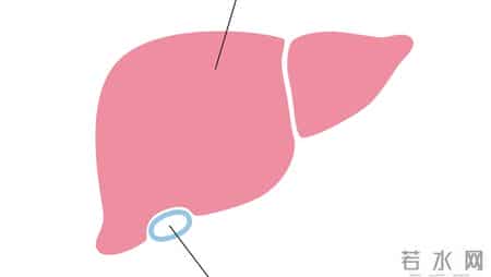 每天吃两口，给肝脏“洗个澡”，排净肝毒，脸色不黄、身体不淤？