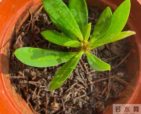 “死不了”的5种花,越冷越适合扦插,沾土就活,1个月开花