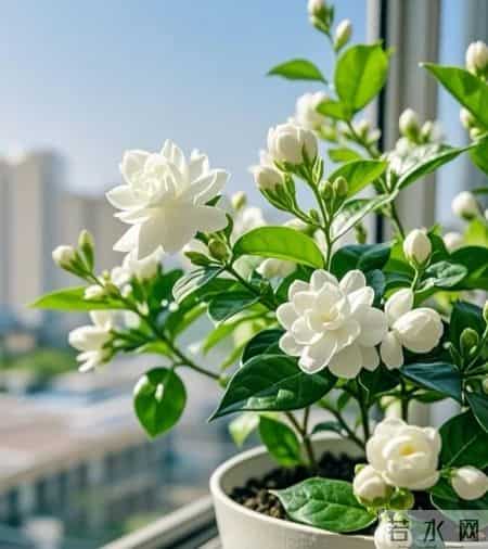 这6种花千万别乱换盆！一换就烂根死苗，养花人血的教训