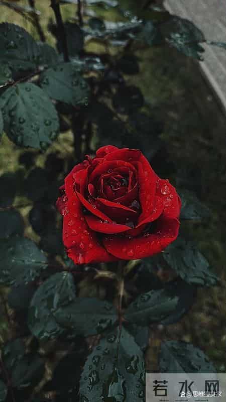 情人之间，断联后若有这个“反常行为”，不是想放弃，反而是动了真情，别不懂