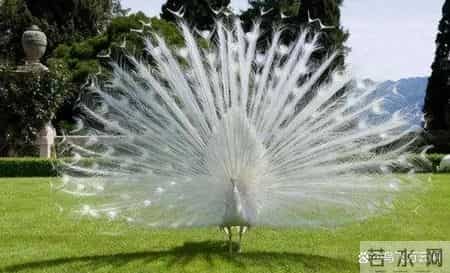 48张老照片看奇闻奇事，爱因斯坦合影卓别林，沙漠中的绿洲，在建中的埃菲尔铁塔