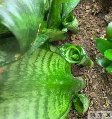 虎皮兰爱喝它，浇水时加一勺，叶片肥厚，一次冒十个芽