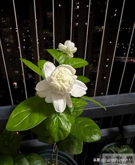 春节前后茉莉养护：四招助其蓄力待春发