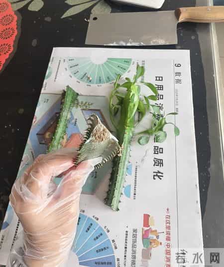 山东一大伯，“小盆”养10年的龙骨，已经长到房顶：太壮观了！