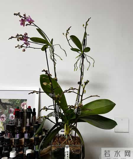 山东一女子，用“极简方式”养蝴蝶兰，年年都复花，网友：神了！