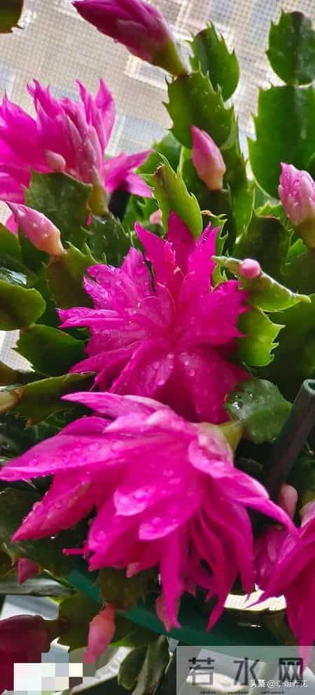 蟹爪兰冒花苞后，4件事别碰！碰一个掉一茬，牢记才能花满枝！