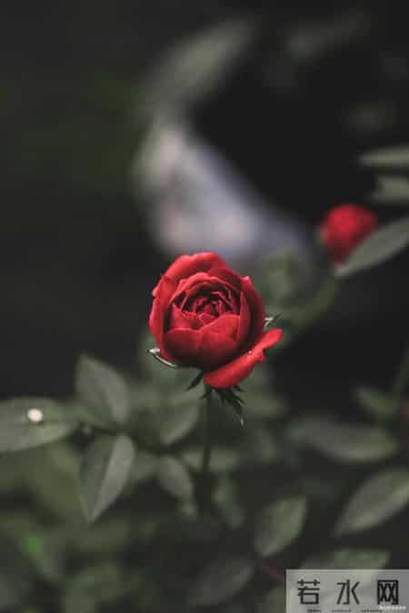 情人之间，断联后若有这个“反常行为”，不是想放弃，反而是动了真情，别不懂