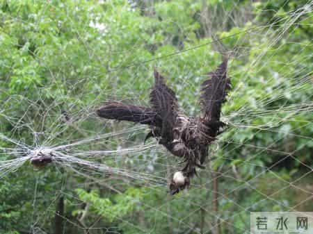 赔不起就种树! 2019年江苏男子河边诱捕2万多只, 判赔600万无力支付