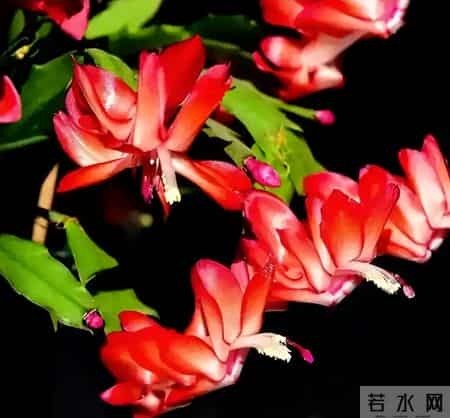 1月底促蟹爪兰开花，就按这3步来！20天花苞冒满枝，春节开爆盆！